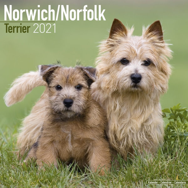 AD-NT2PL Norfolk-Norwich Terrier Dog Gold Rim Plate in Gift Box Christmas Prese